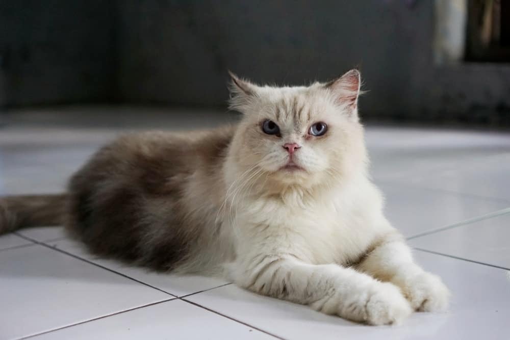 himalayan cat lying on the floor