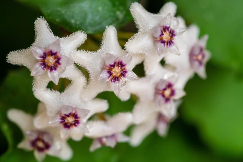 hoya plant close up