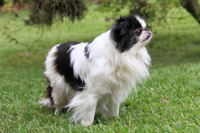 japanese chin dog standing on grass
