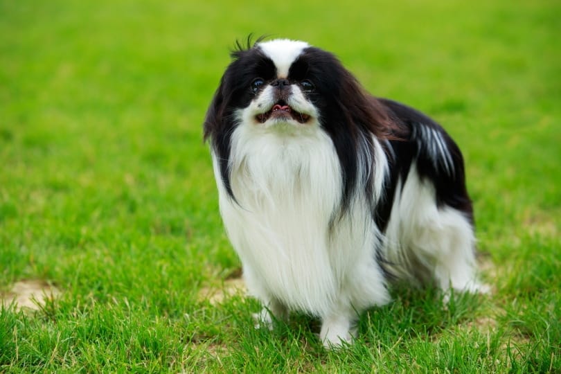 japanese chin on grass