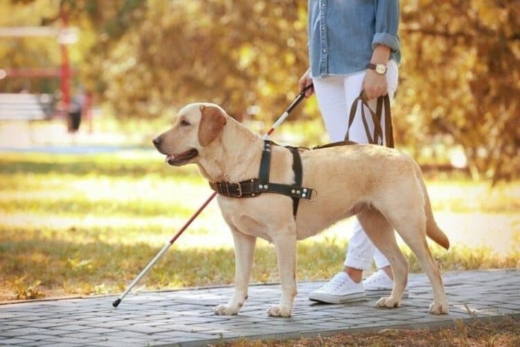 labrador service dog guiding a disabled person