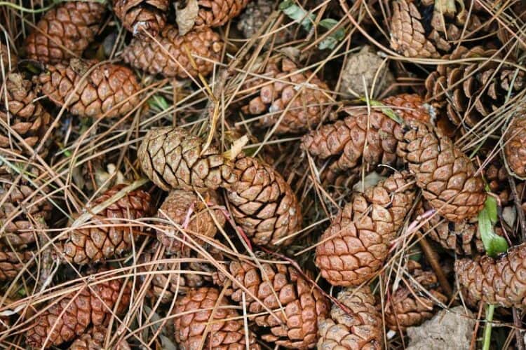 lots of pine cones