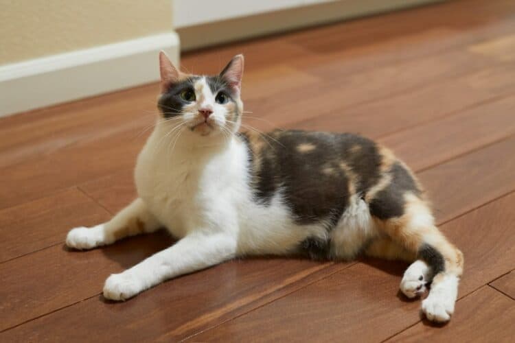 manx cat lying on wooden floor