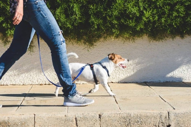 owner walking his pet dog