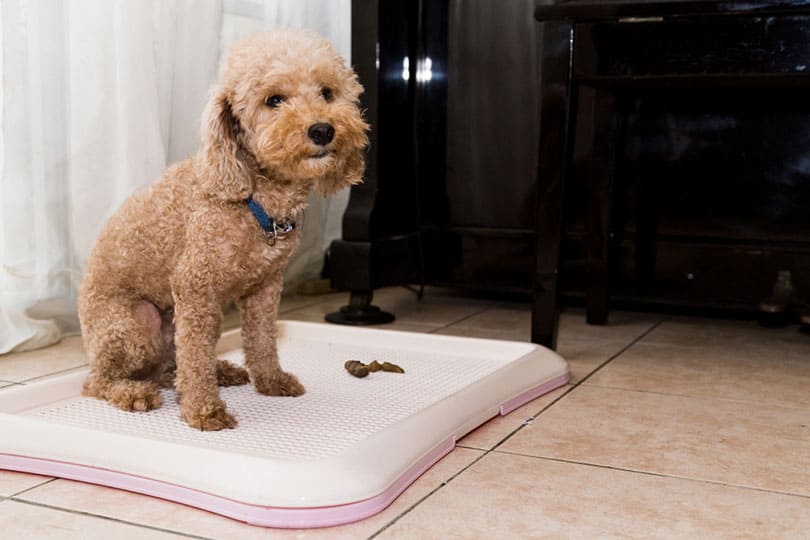 poodle dog on an indoor training toilet tray with poop