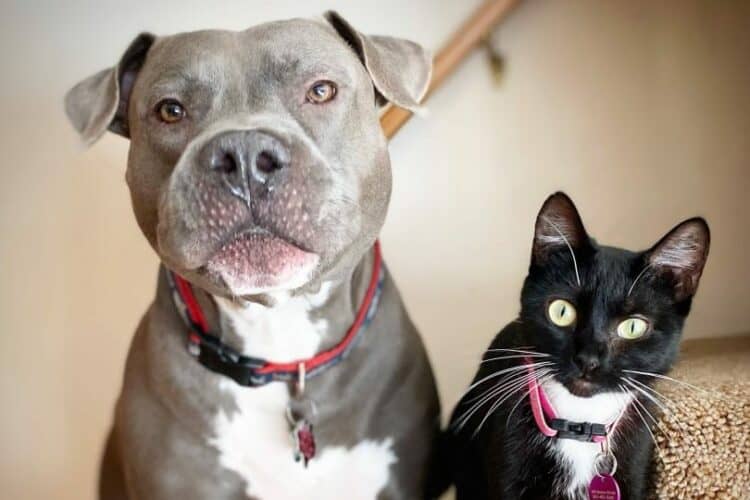 portrait of pitbull and cat