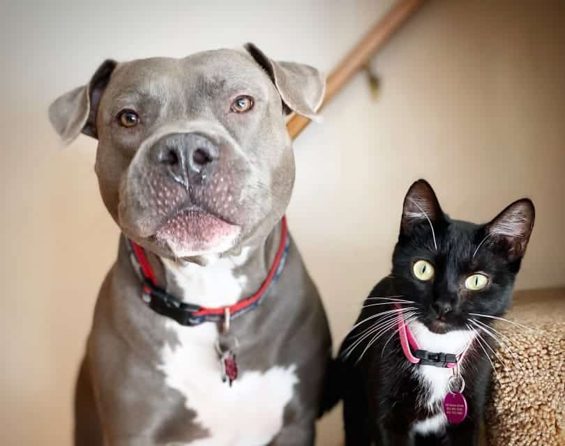 Are Pit Bulls Good with Cats? Can They Be Kept Together? Pango Pets