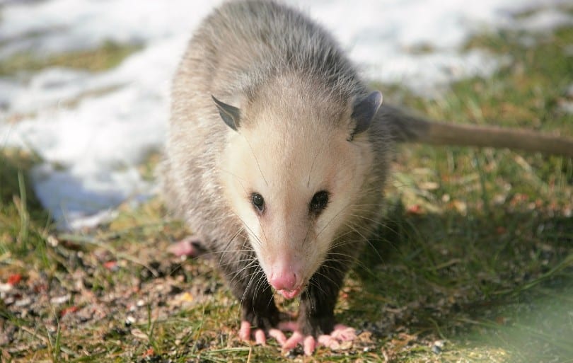 possum in the woods