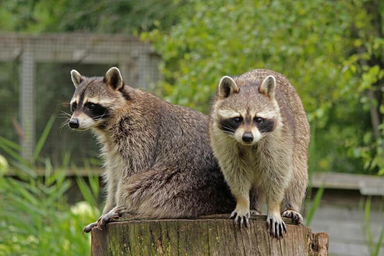 racoons in a zoo