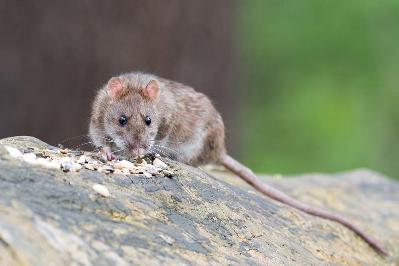 rat on a rock