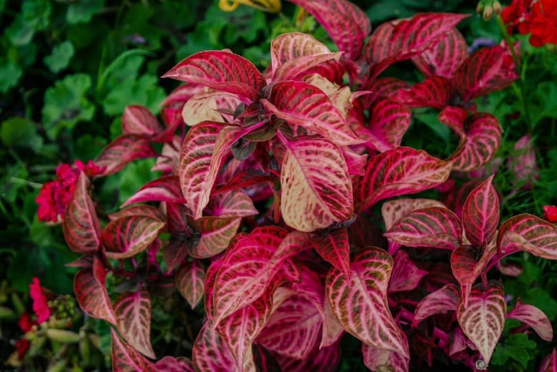 red croton plant