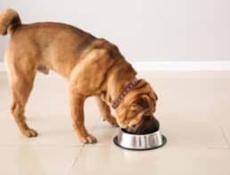 shar pei dog eating