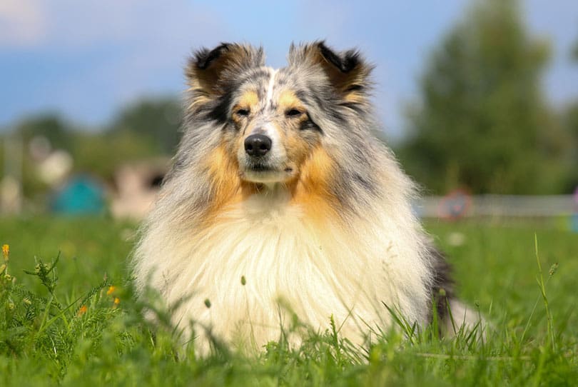 shetland sheepdog lying on grass