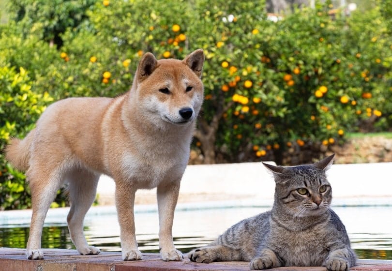 shiba inu dog and a tabby cat outdoor