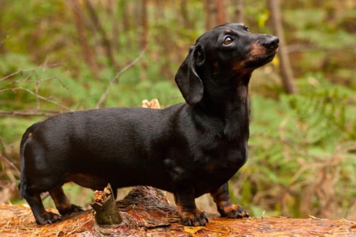 shiny black dachshund