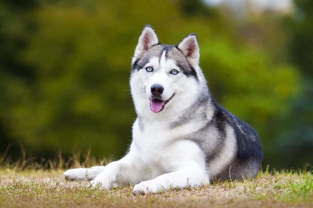 Are Huskies Good Family Dogs? Are They the Best Option? Pango Pets