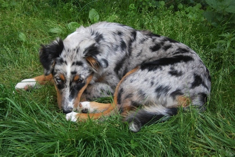 sick australian shepherd dog lying on grass