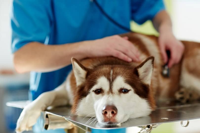 sick siberian husky dog in vet