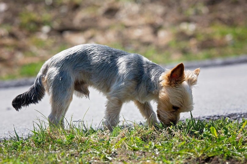 small dog sniffing on grass