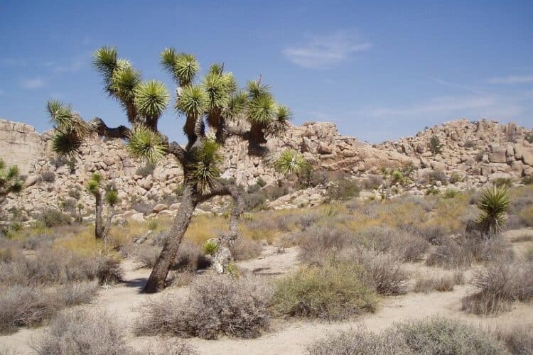 Are Dogs Allowed in Joshua Tree National Park? What You Need To Know