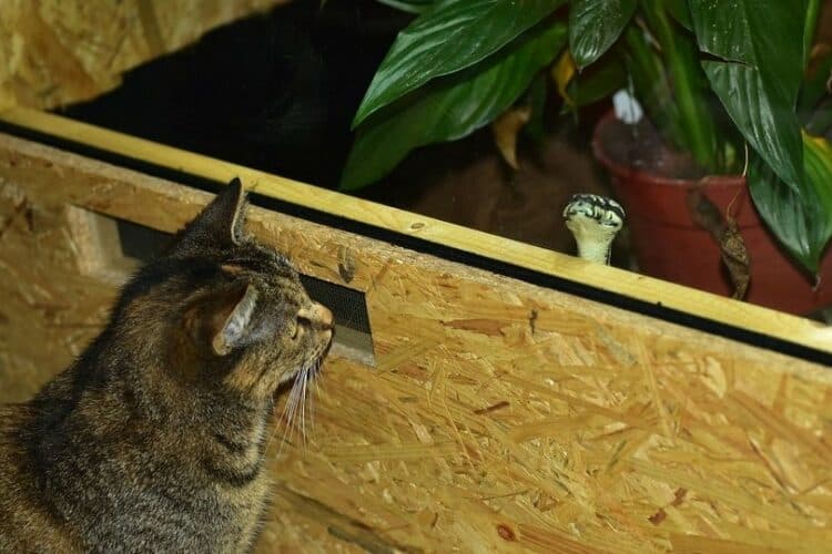 tabby cat staring at the snake