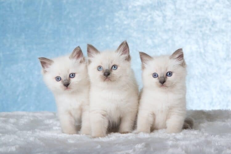 three ragdoll kittens with blue eyes