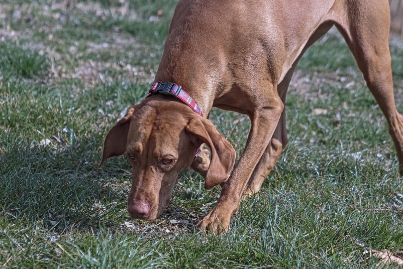viszla dog sniffing grass