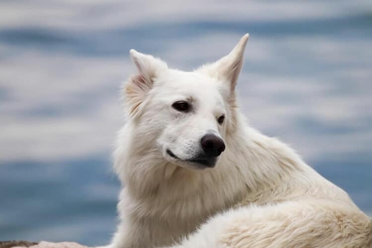white dog lying outdoor