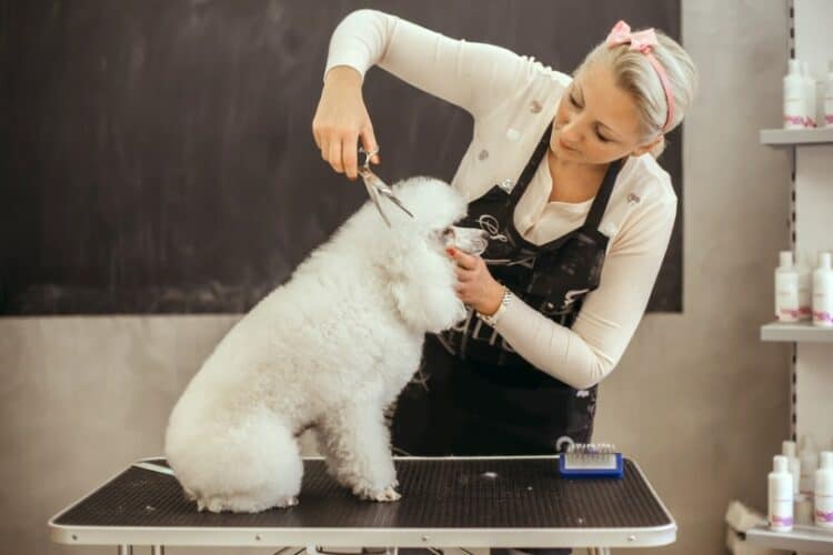 white poodle grooming