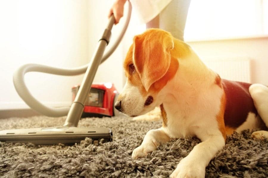 woman vacuum cleaning the carpet with her pet dog on it