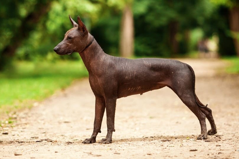 xoloitzcuintli dog standing outdoor