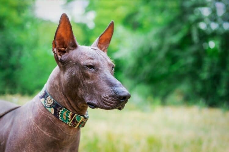 xoloitzcuintli dog with collar