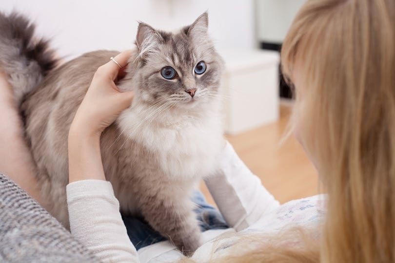 young woman with ragdoll cat on couch