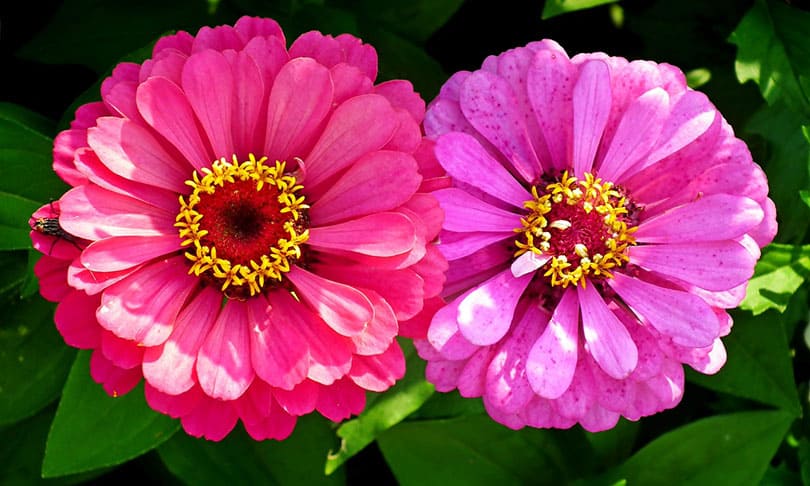 Are Zinnias Poisonous to Cats? What Do I Do if They Eat One? - Pango Pets