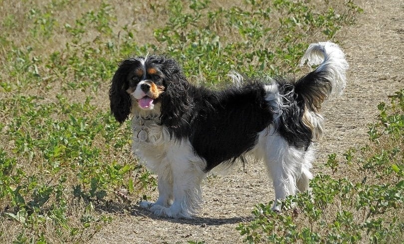 Cavalier King Charles Spaniel standing on a pathway