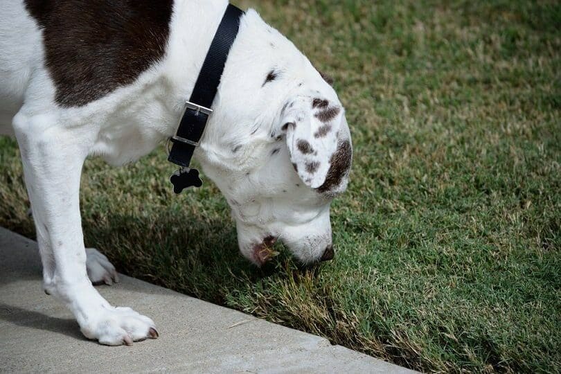 spotted white and brown dog eating grass