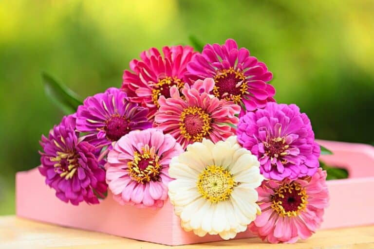 Are Gerbera Daisies Toxic to Cats? What Do I Do if They Eat One