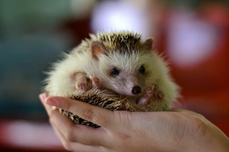 an african pygmy hedgehog in owners hands