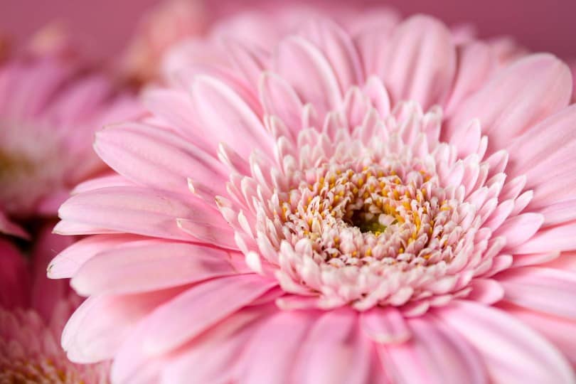 close up of a pink gerbera daisy