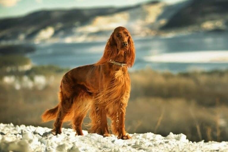 are irish setters hypoallergenic        
        <figure class=