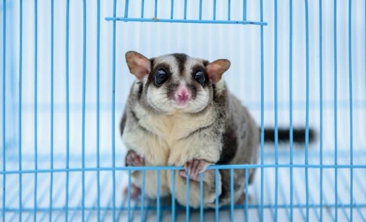 a close up of a sugar glider in the cage