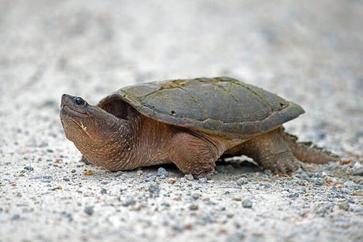 a common snapping turtle