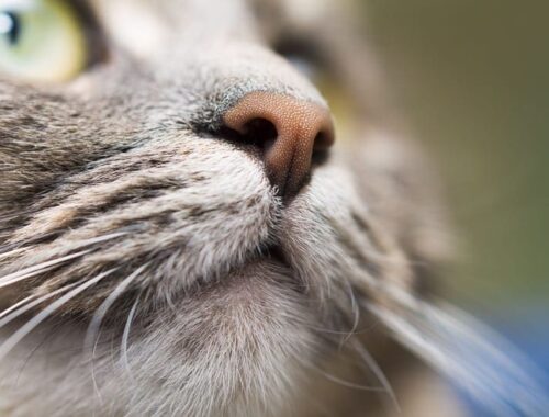 close up of cat nose