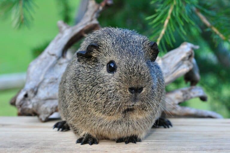 How Much Do Guinea Pigs Cost at PetSmart? (2024 Update) Pango Pets