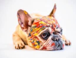 dog with paint on fur