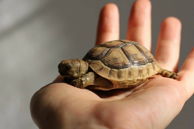 how-much-does-a-turtle-cost-at-petsmart-2024-update-pango-pets