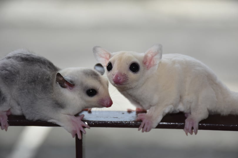 two sugar gliders playing