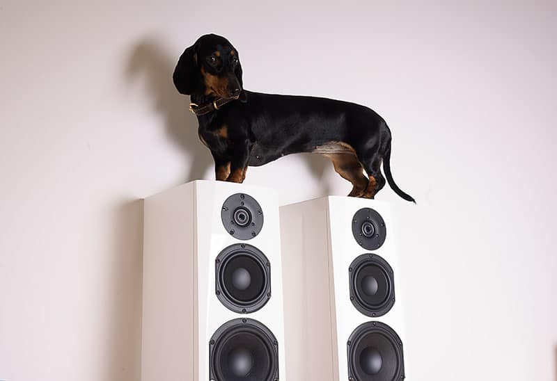 A dachshund standing on the speakers