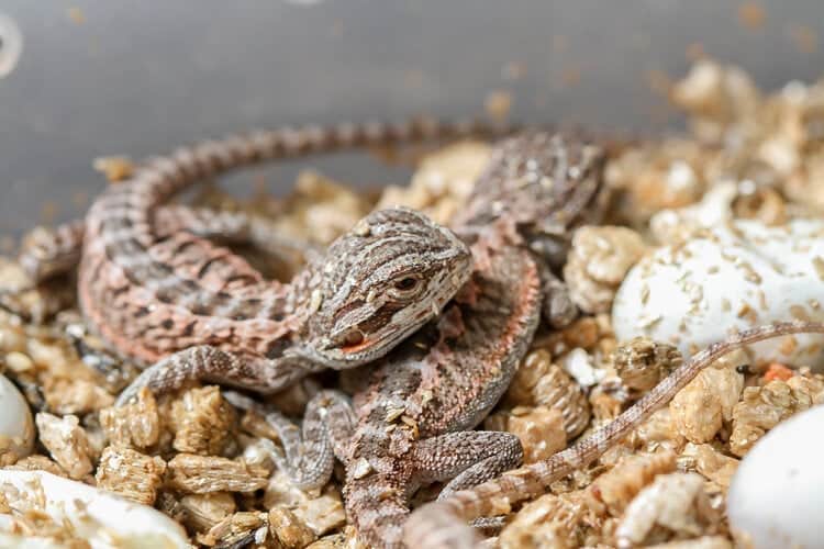 How Much Do Bearded Dragons Cost at PetSmart in 2024? Complete Guide