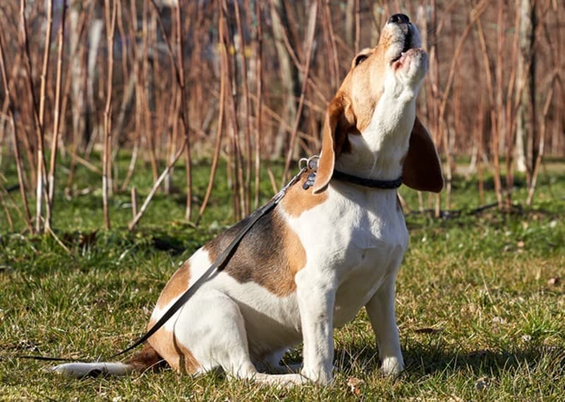 beagle howling in the woods